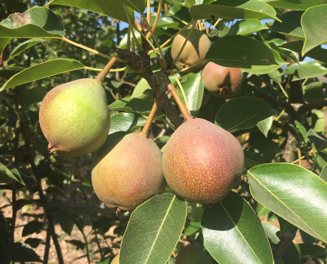 Pear Picking & Ripening