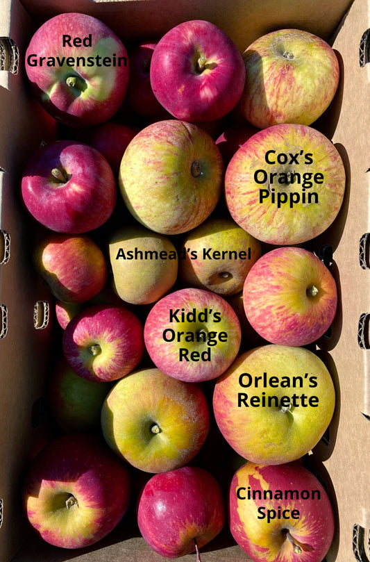 My Favorite Heirloom Apples, How to Ripen Pears & the Incandescent Quince