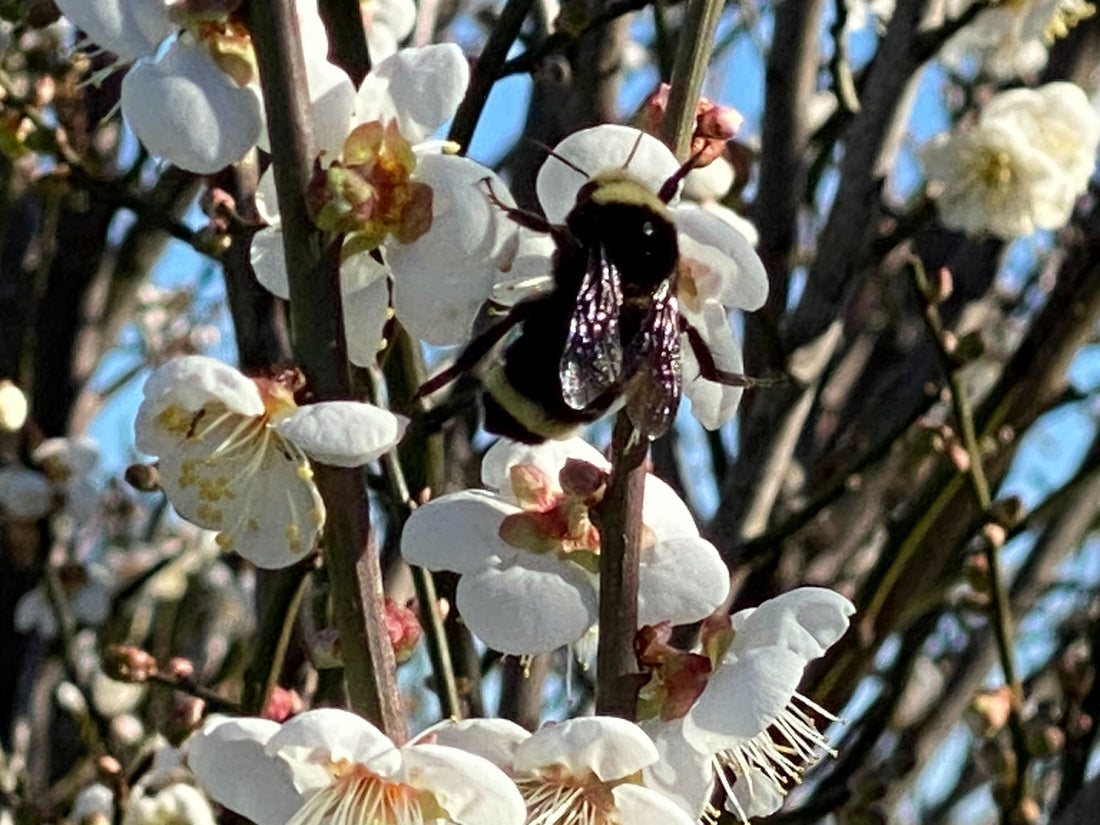 Winter Pruning for Summer Abundance