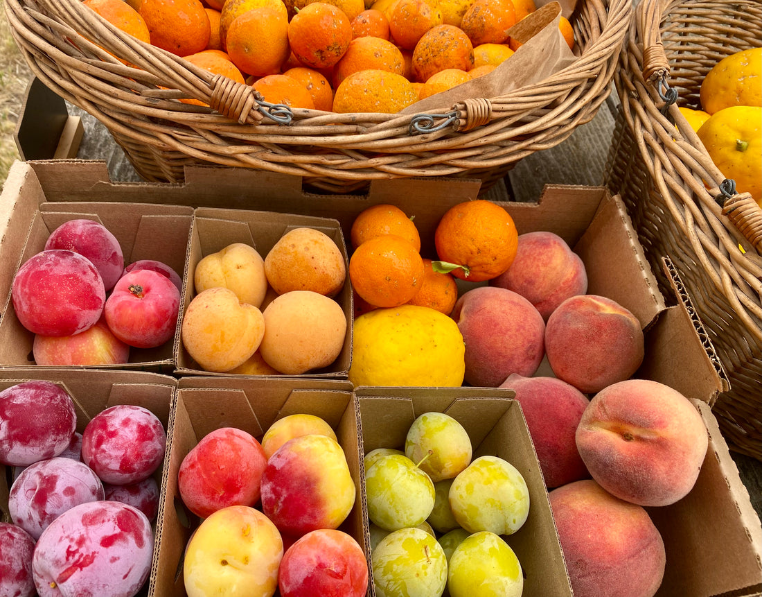  Stone Fruit Season & You Pick Plums