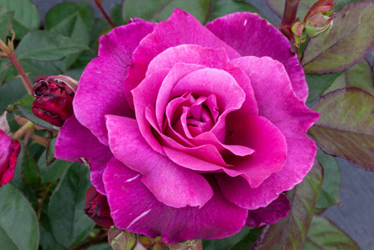 Thorn and Bloom: All About Growing Roses