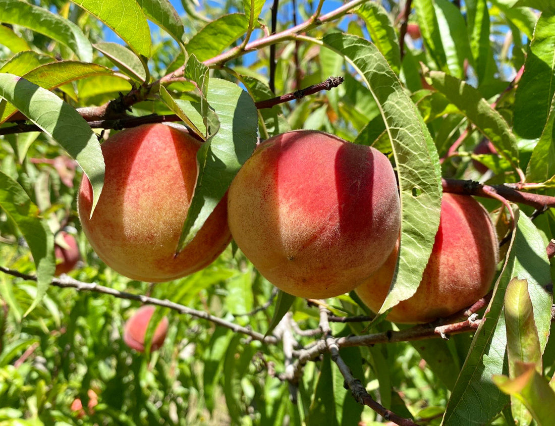 Unripe, Ripe, Overripe: How to Pick and Enjoy the Best Stone Fruit