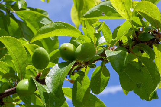 Fruit Thinning, AKA: How to Kill the Many to Benefit the Precious Delicious Few