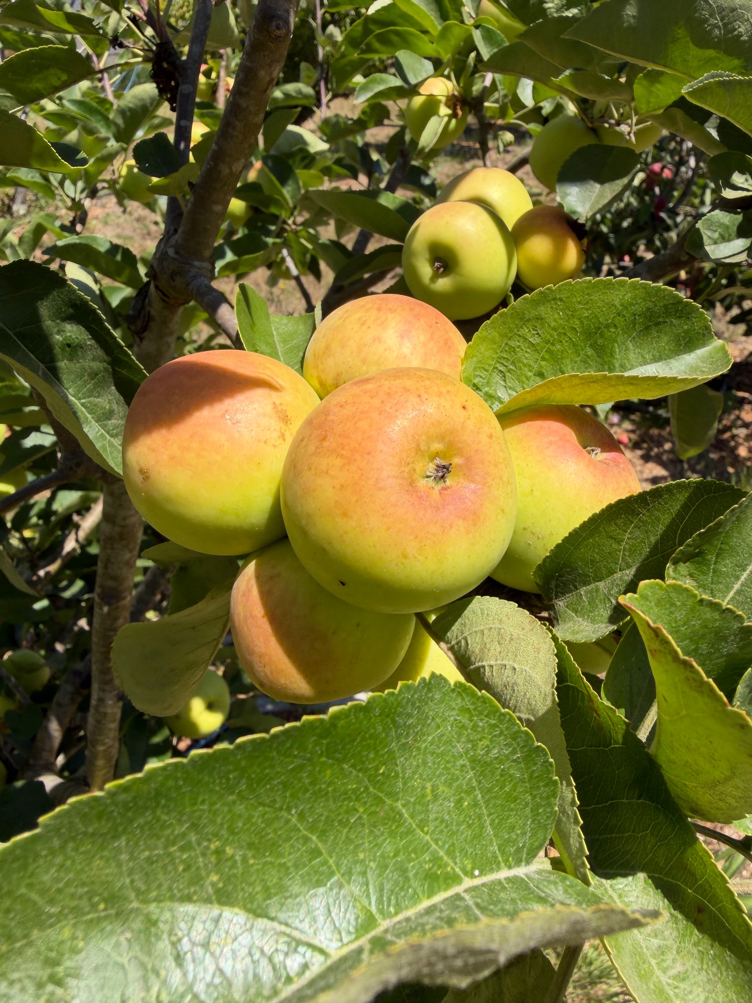 Apples