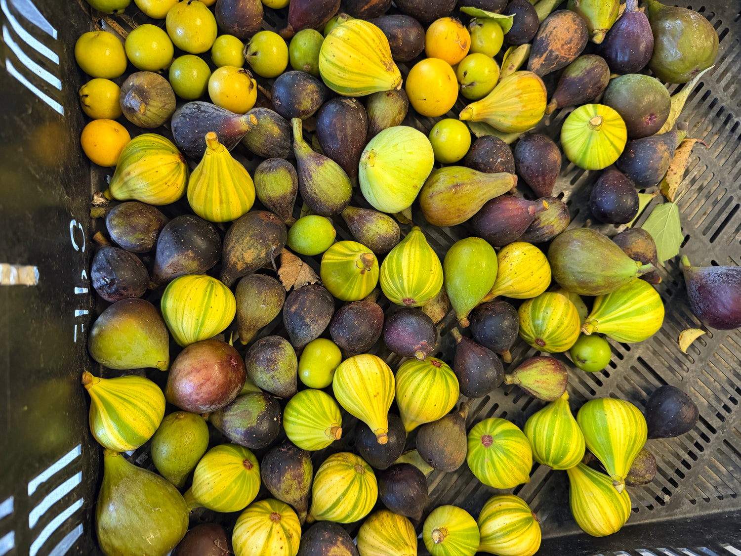 Figs
