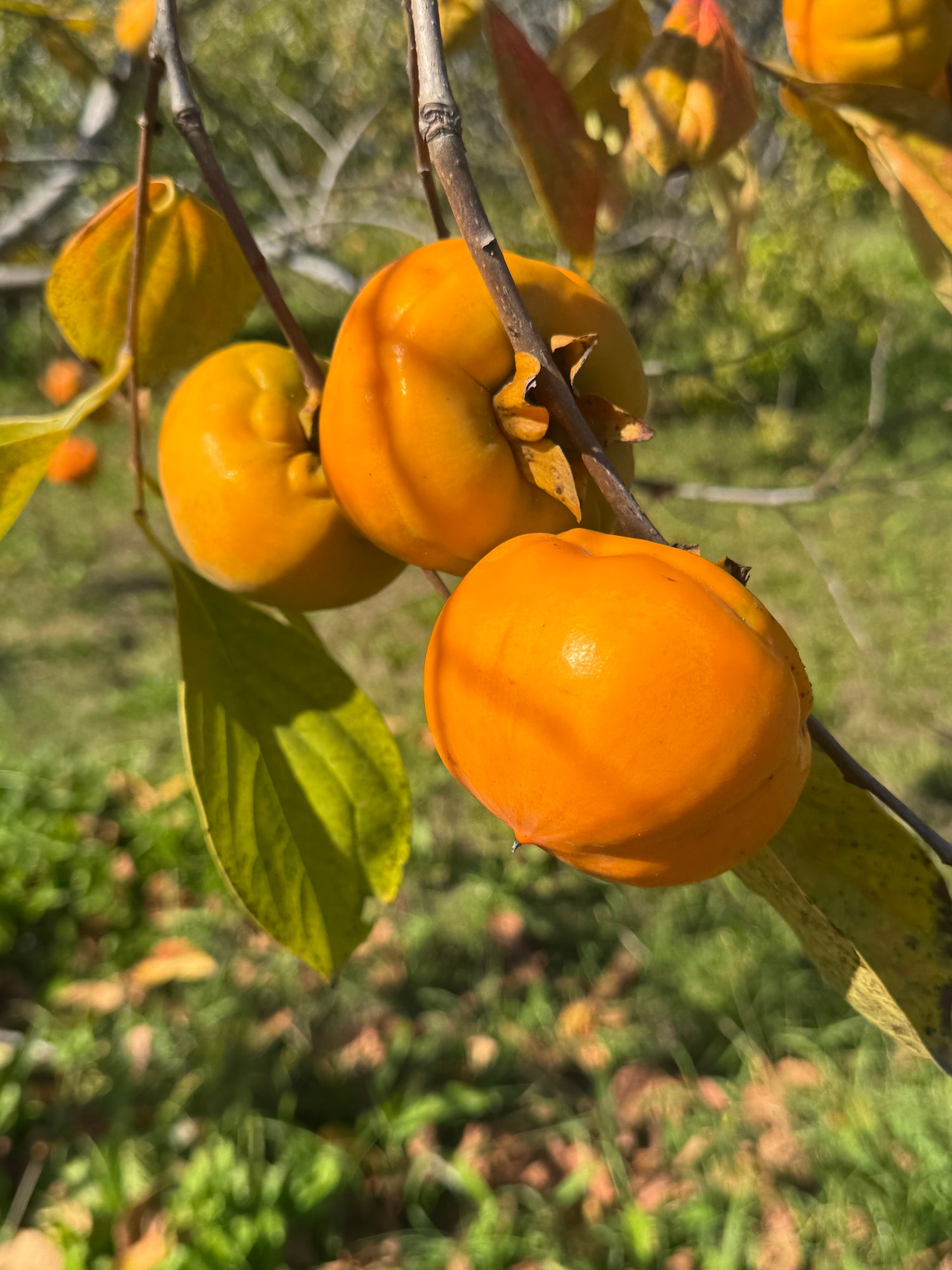 Winter Fruit