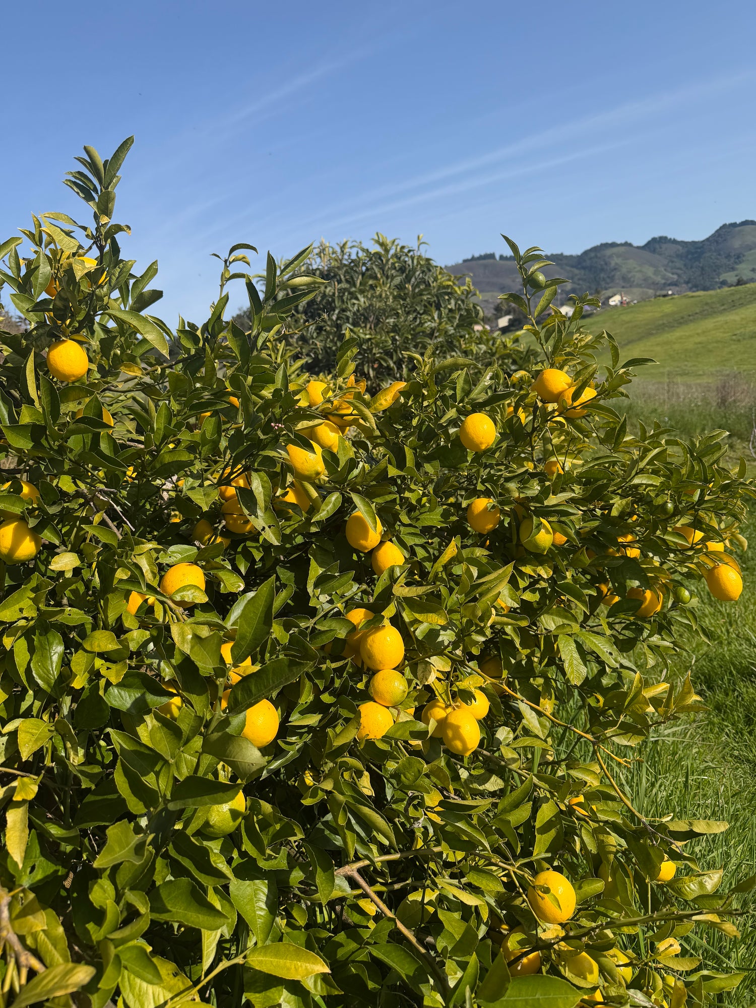 U-Pick Fruit Experience at Birdsong Orchards, Watsonville