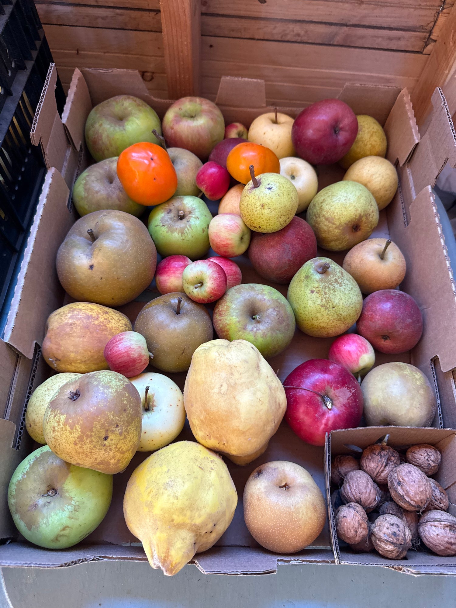 Fruit