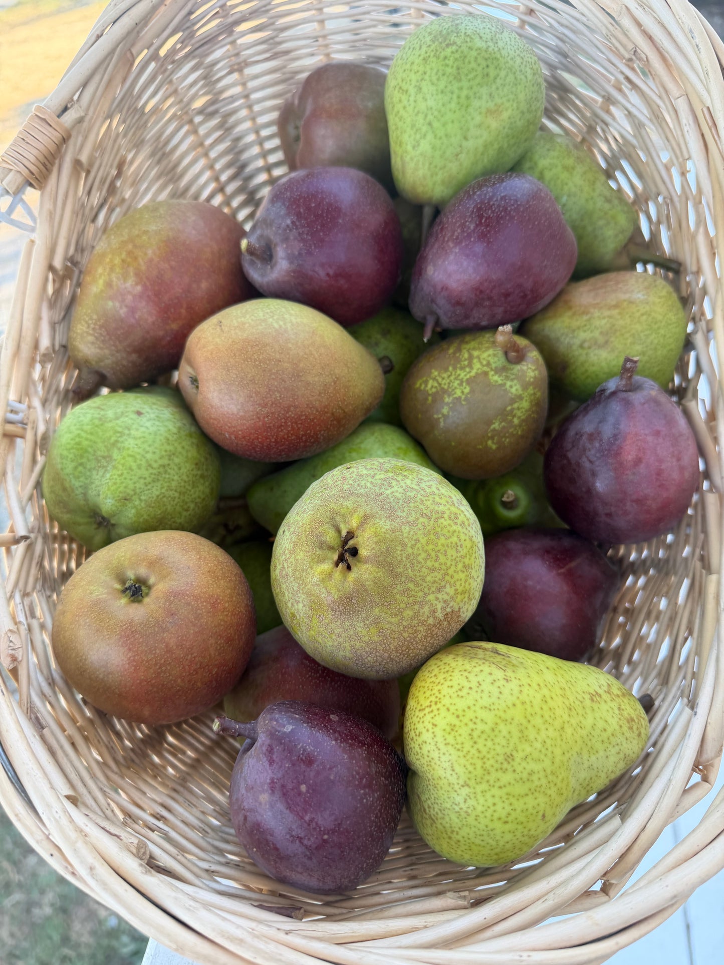 Mixed Gourmet Pear Box