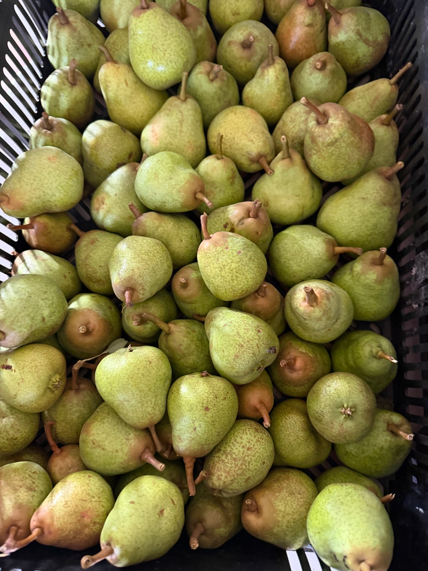 Bartlett Pears