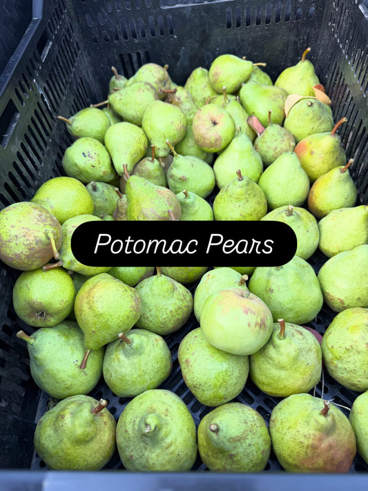 Potomac Pears