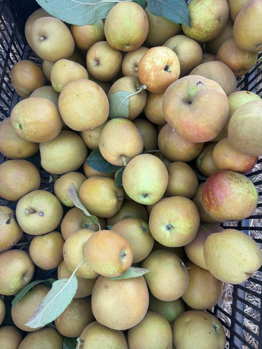 Hudson's Golden Gem Apples