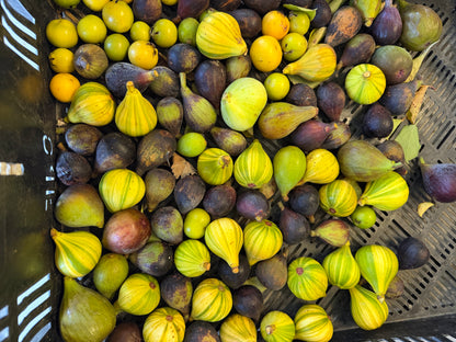 Mixed Figs