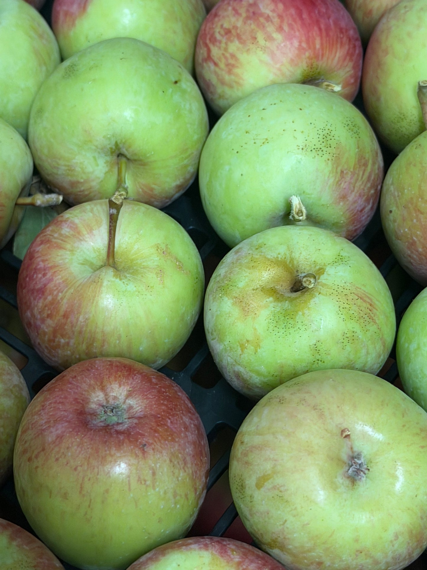 Fuji Apples
