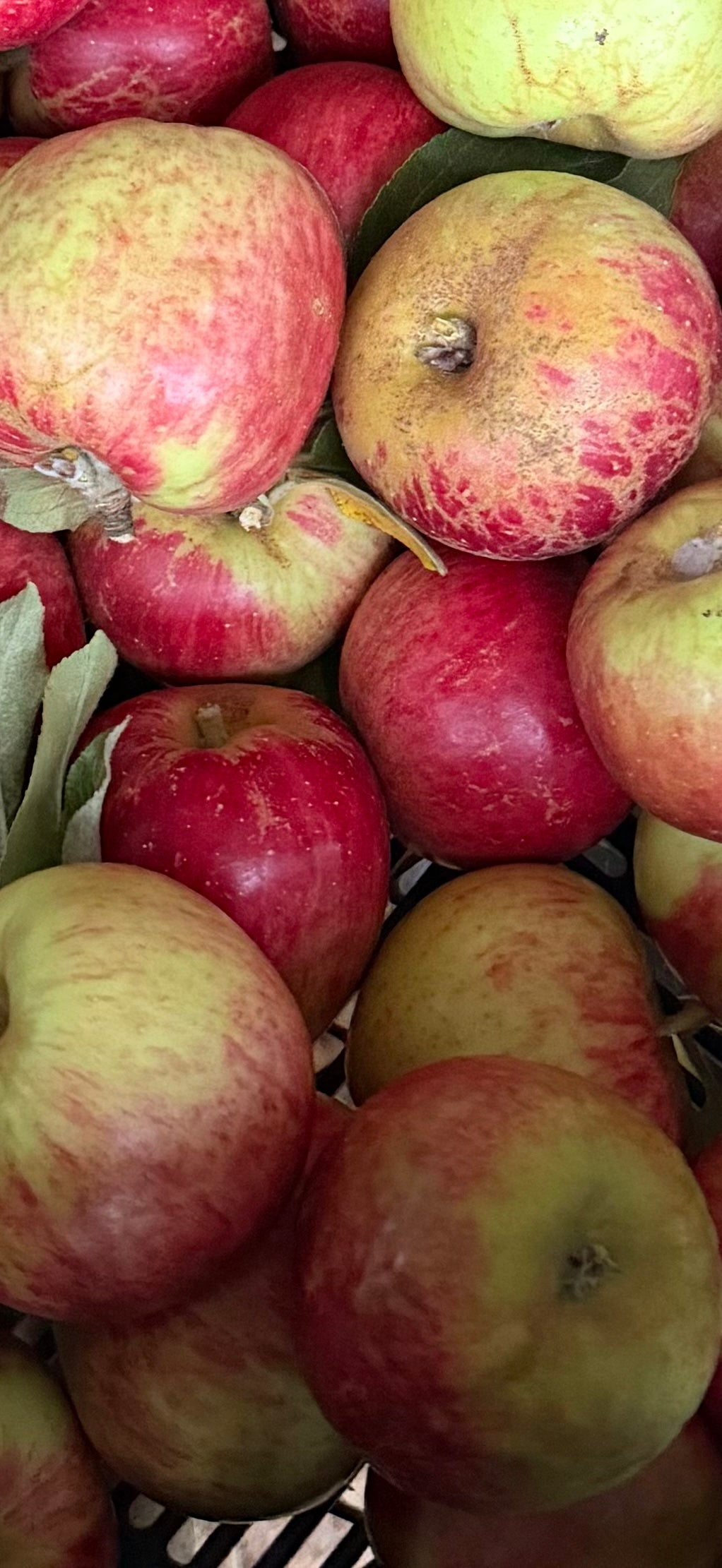 Opalescent Apples