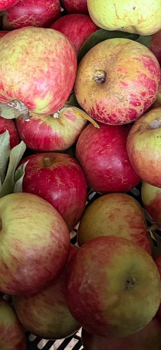 Opalescent Apples