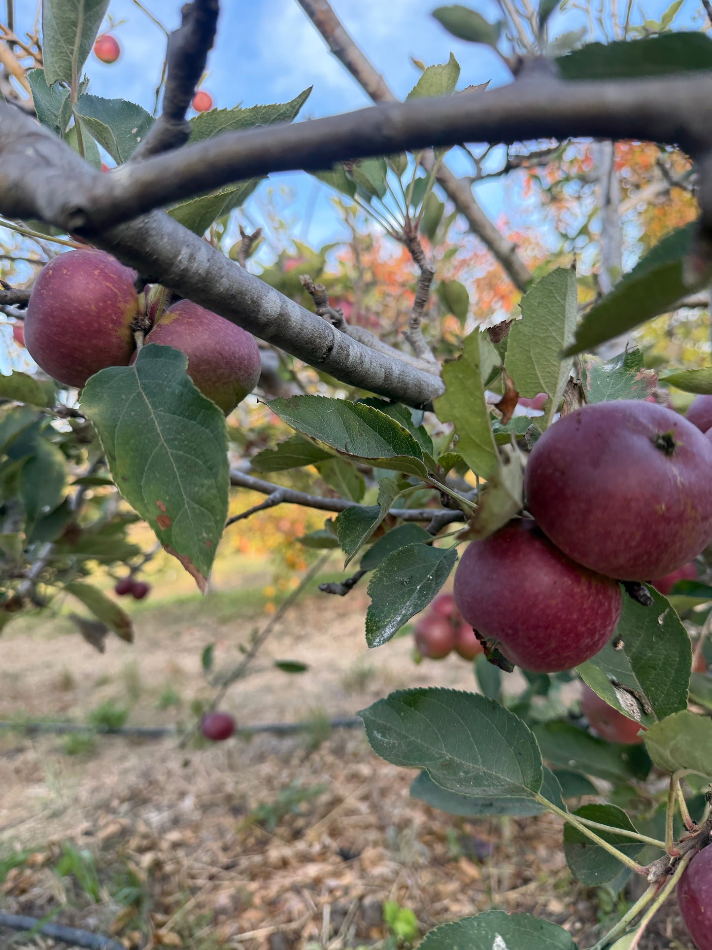 Arkansas Black Apples