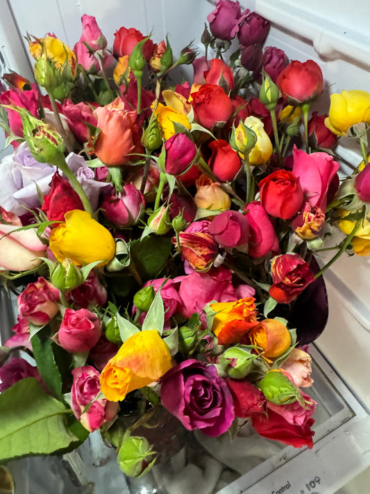 Rose Walk and “Cut as You Go” at Cabrillo Cottage Farms, Aptos