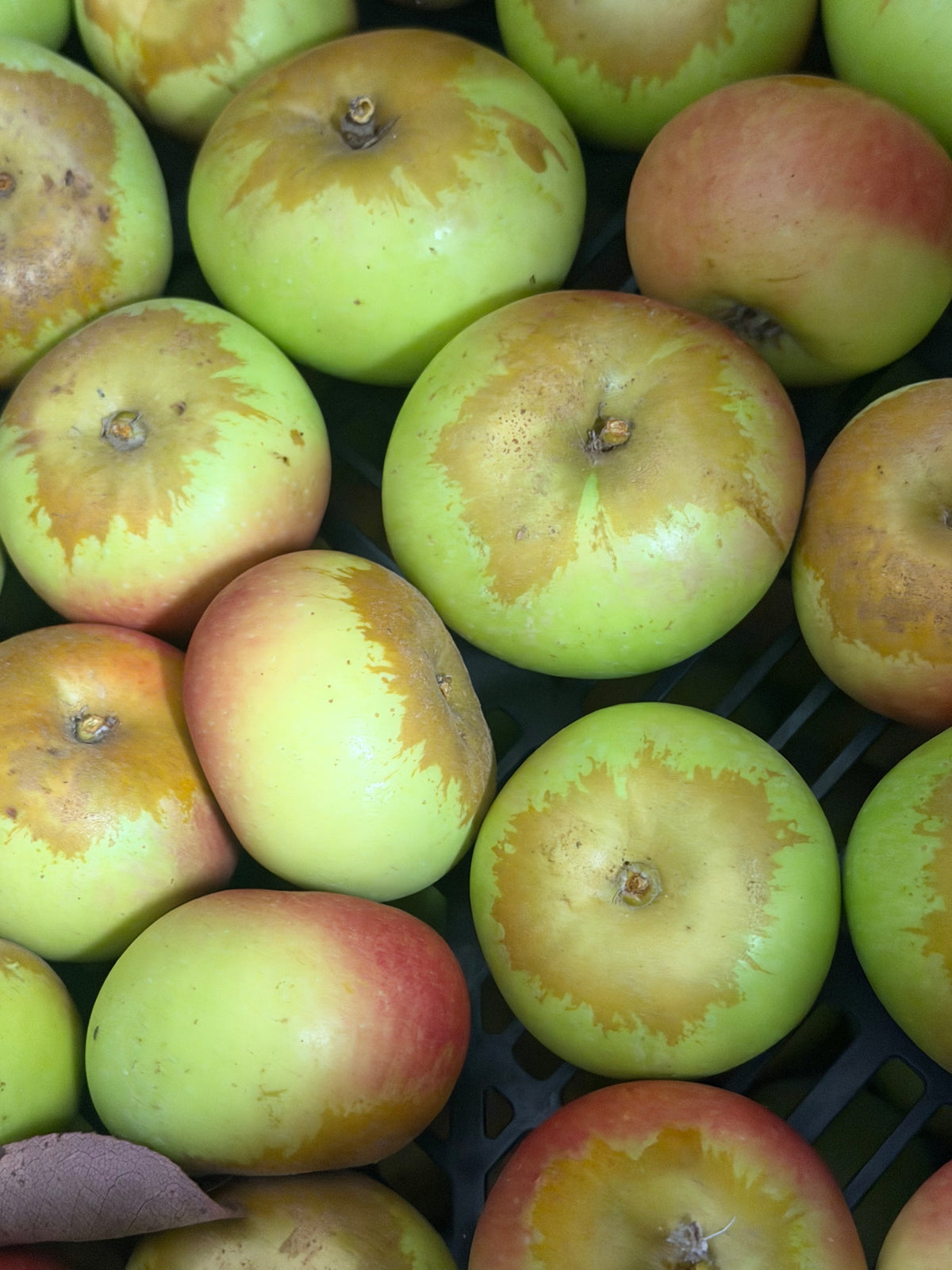Newton Pippin Apples