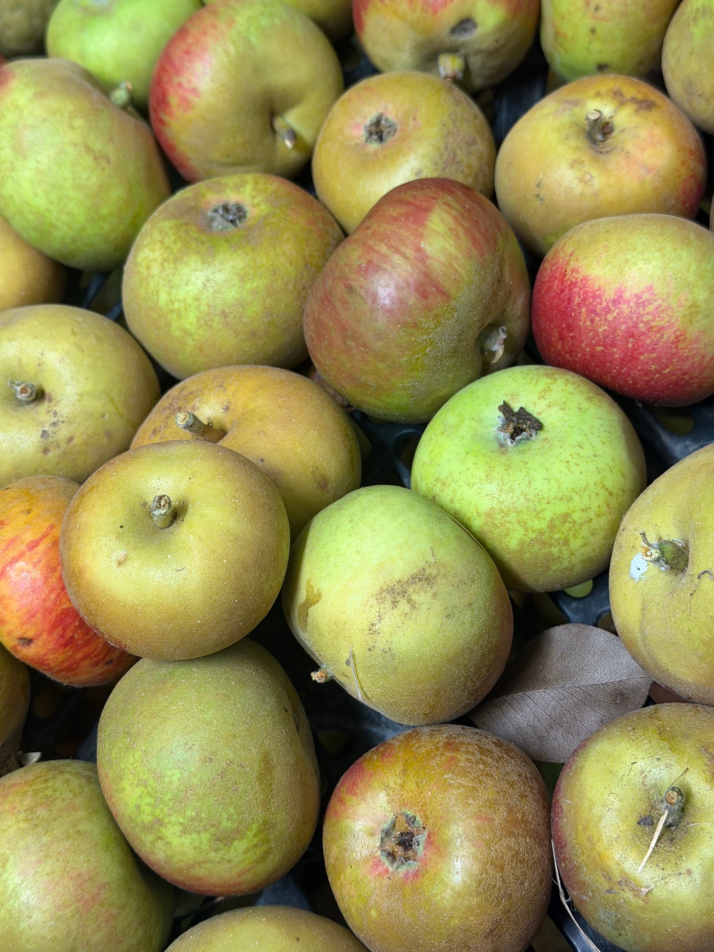 Orleans Reinette Apples