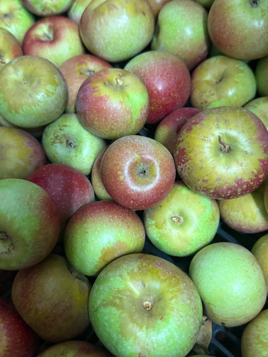 Hauer Pippin Apples