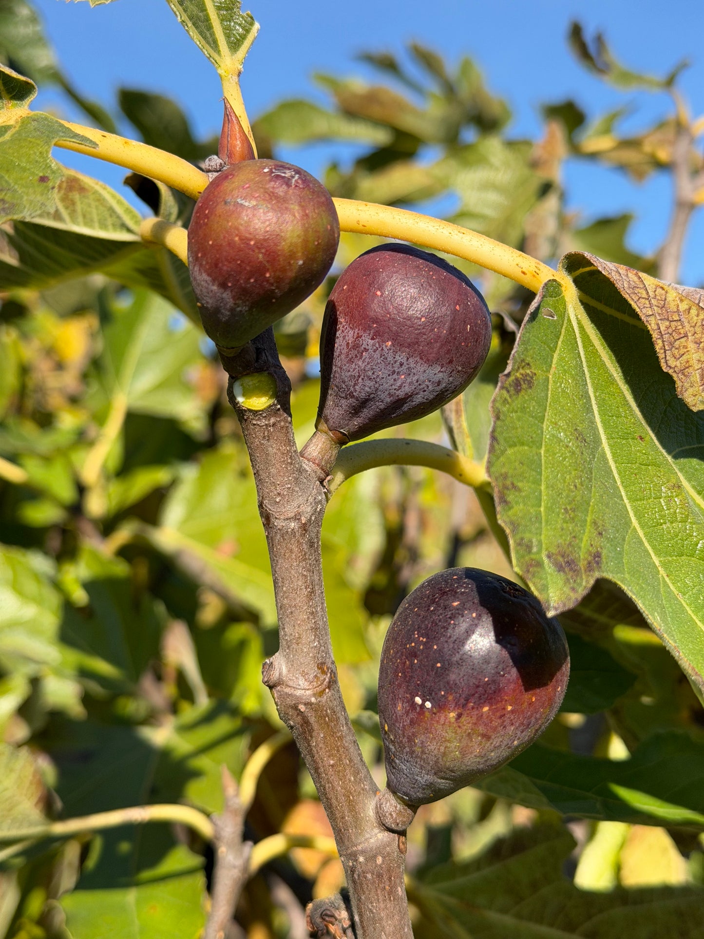 Friend of the Farm Level 2