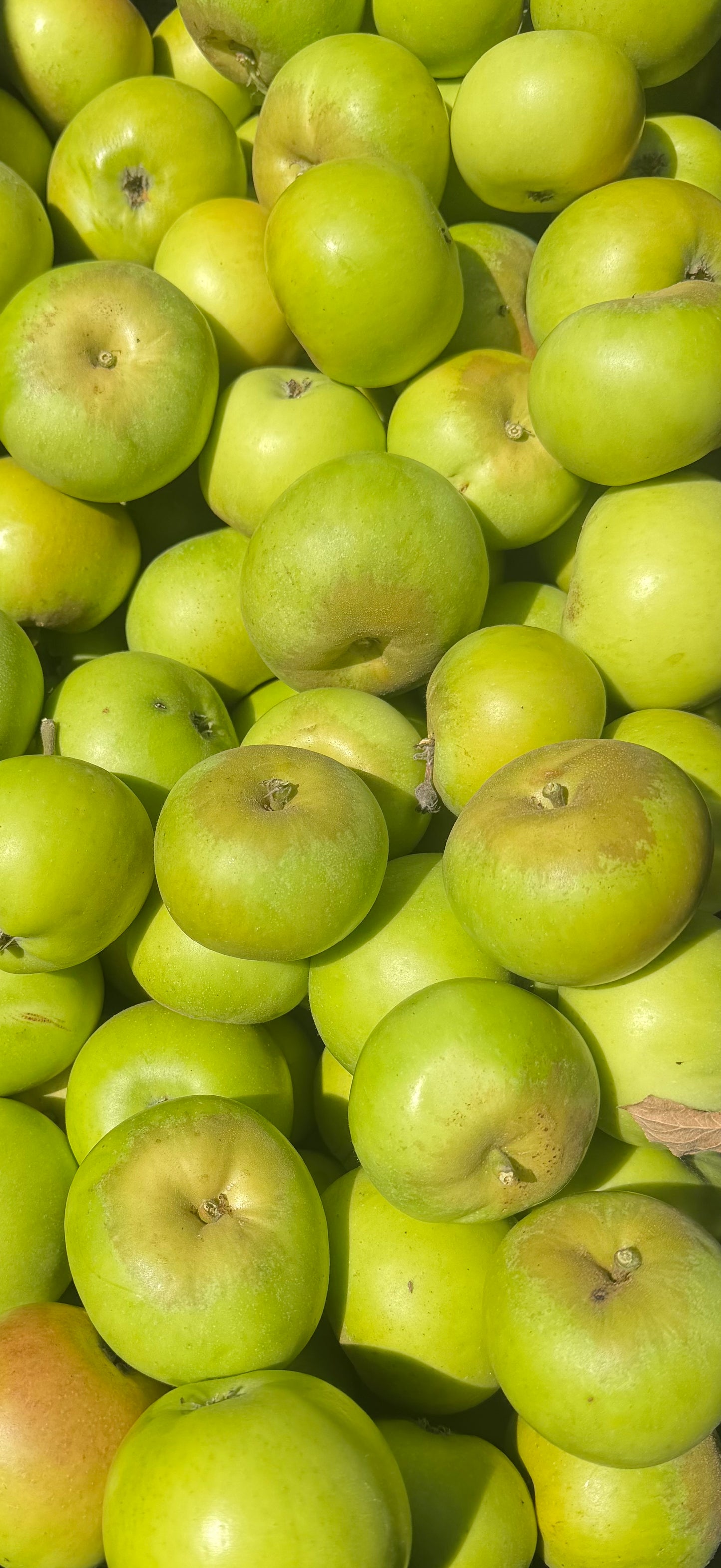 Golden Noble Apples