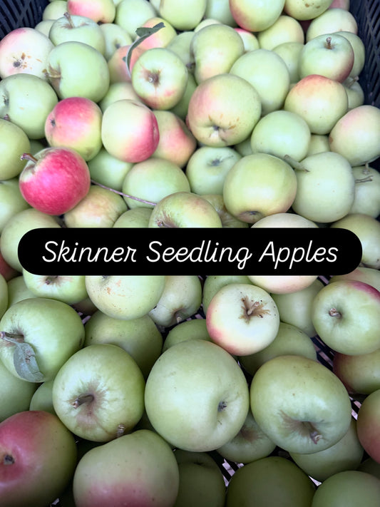 Skinner Seedling Apples