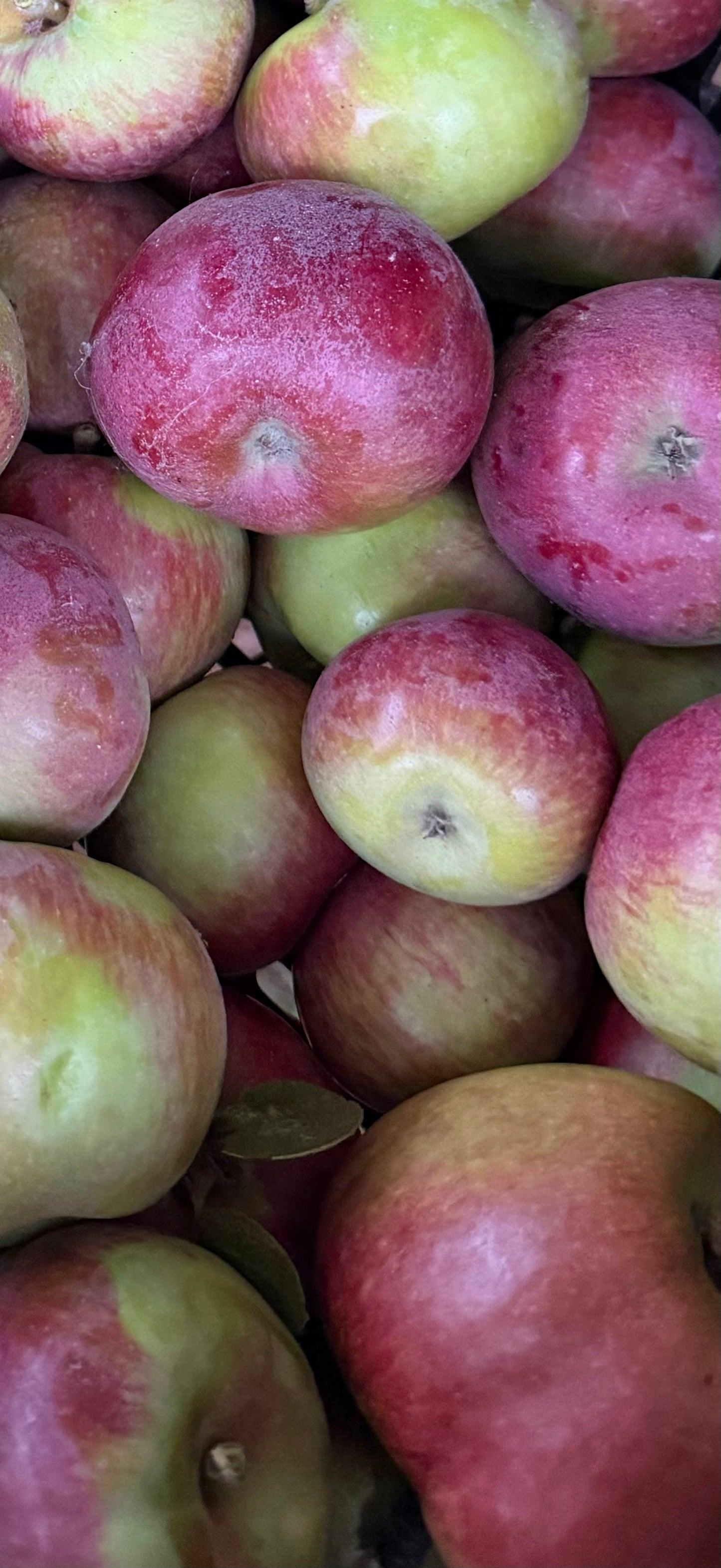 Red Gravenstein Apples