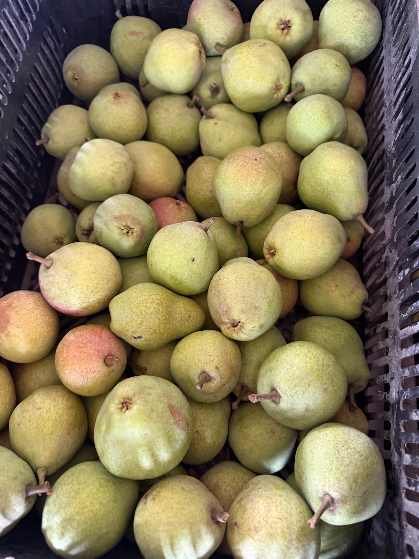 Kieffer Pears