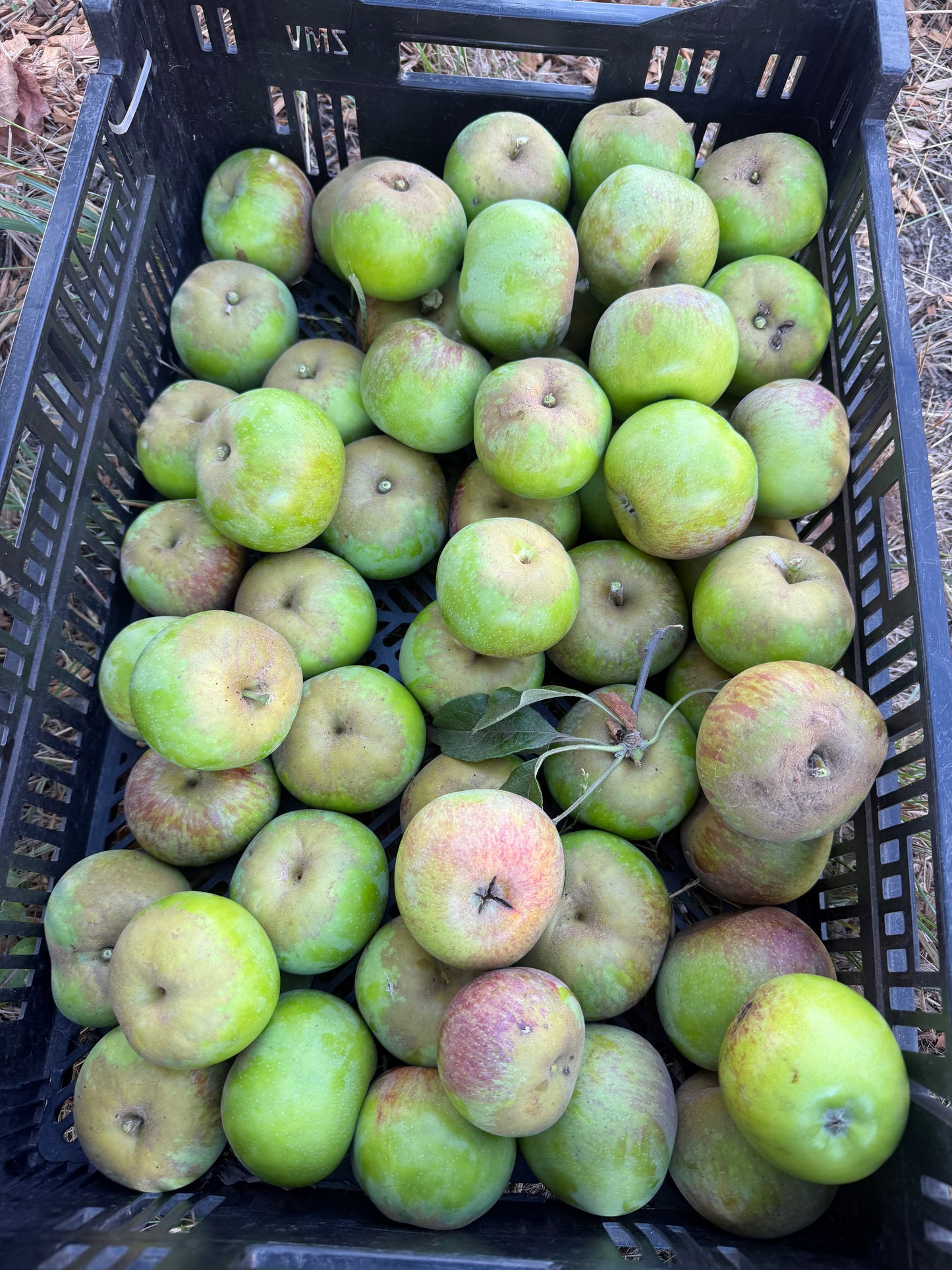 Allen’s Everlasting Apples