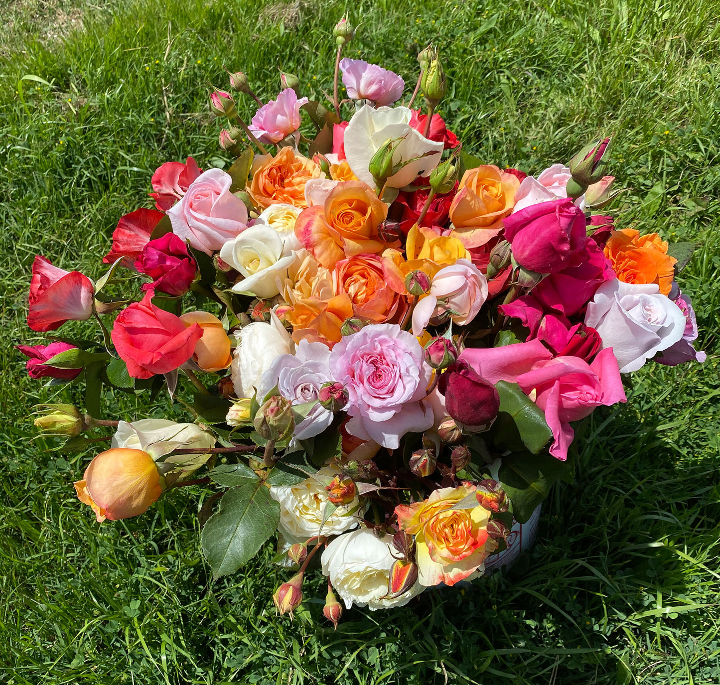 U-Cut Roses Experience Holiday Gift Card - Single Bucket