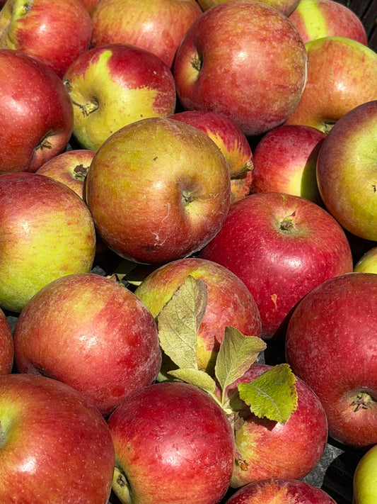 Ida Red Apples