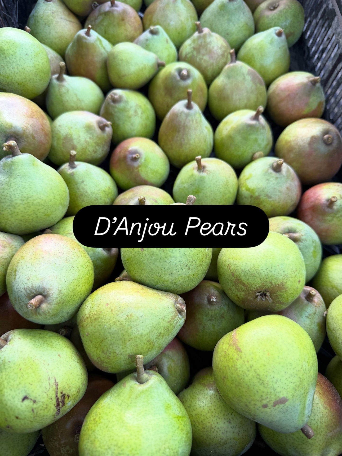 D'Anjou Pears