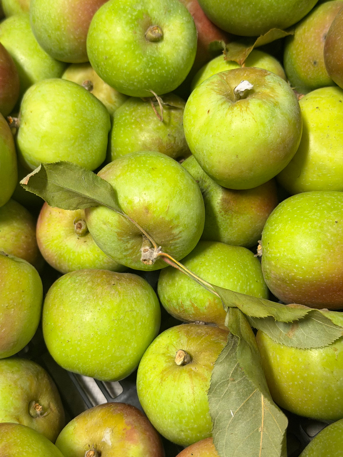 White Pearmain Apples