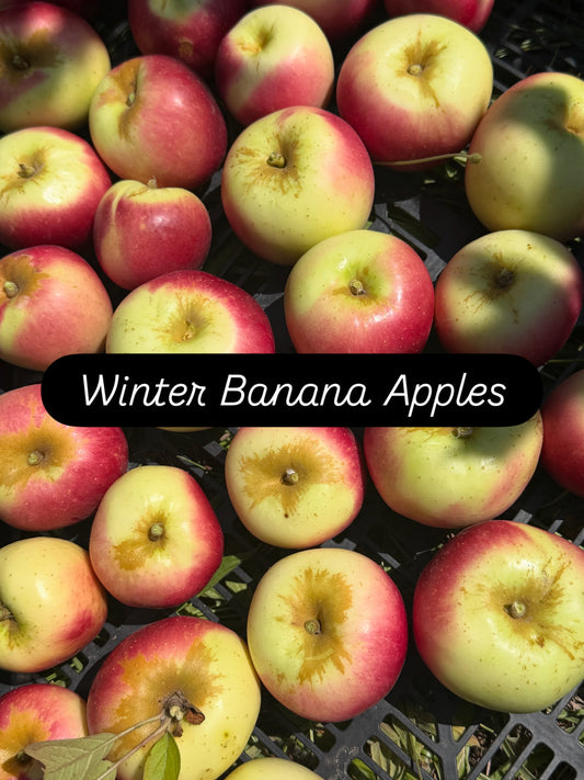 Winter Banana Apples