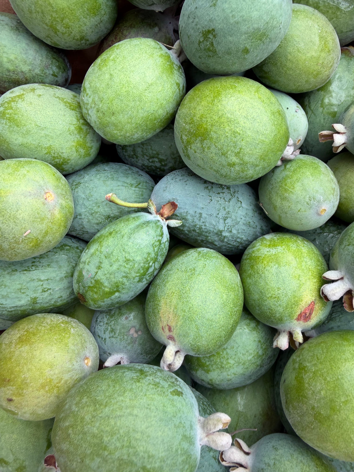 Pineapple Guava aka Feijoa