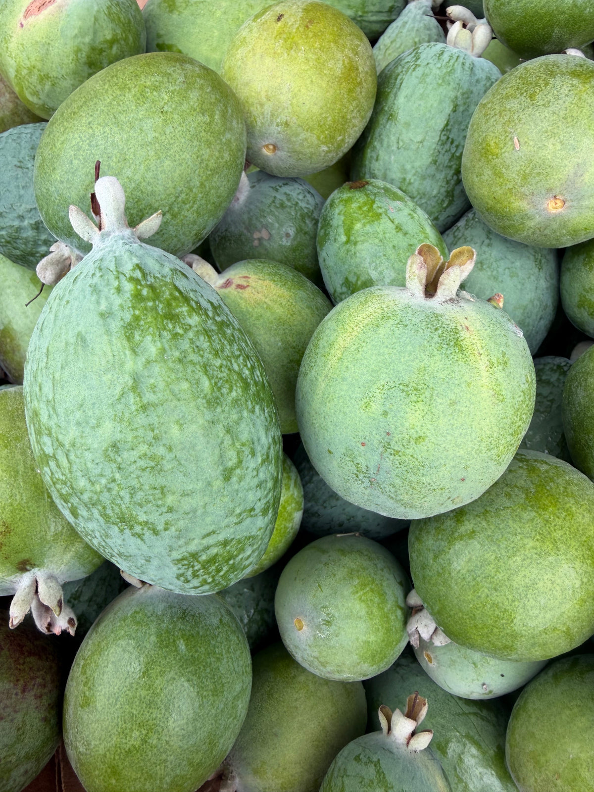 Pineapple Guava aka Feijoa