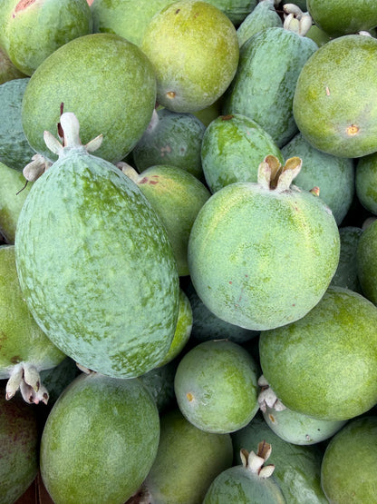 Pineapple Guava aka Feijoa