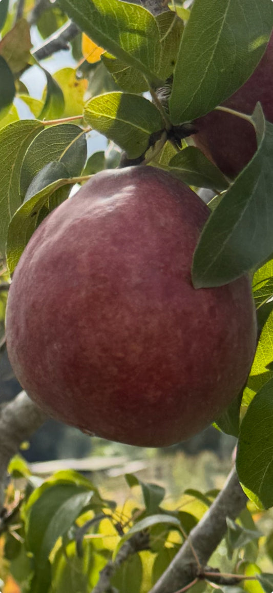 Red D’Anjou