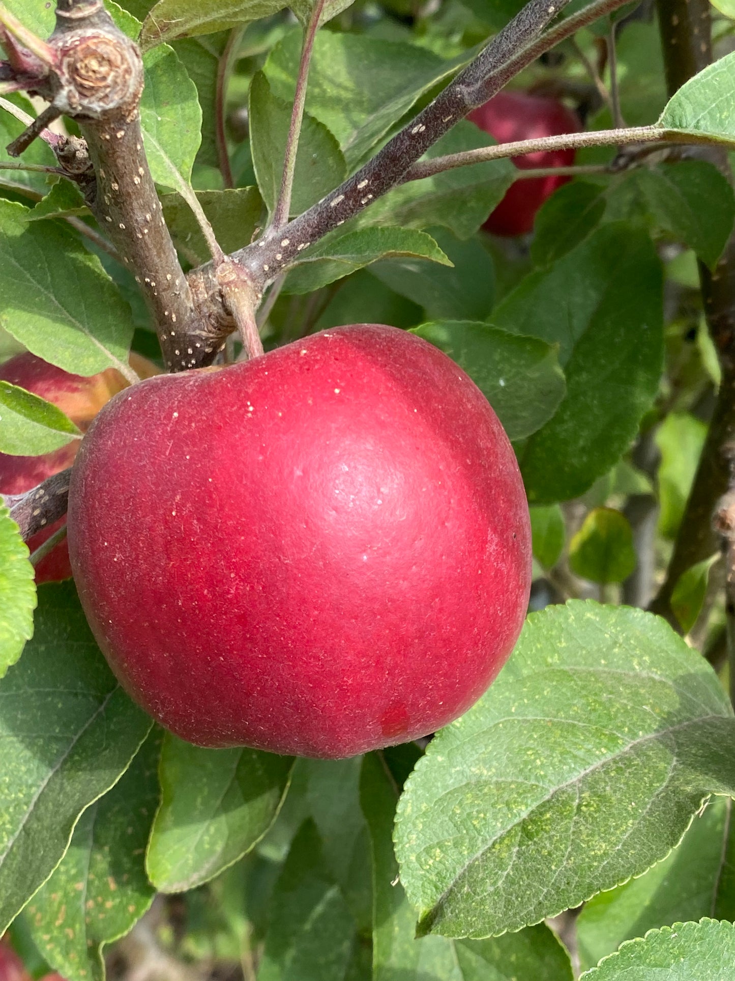 Fruit Tasting & Farm Tour - Sept 29th