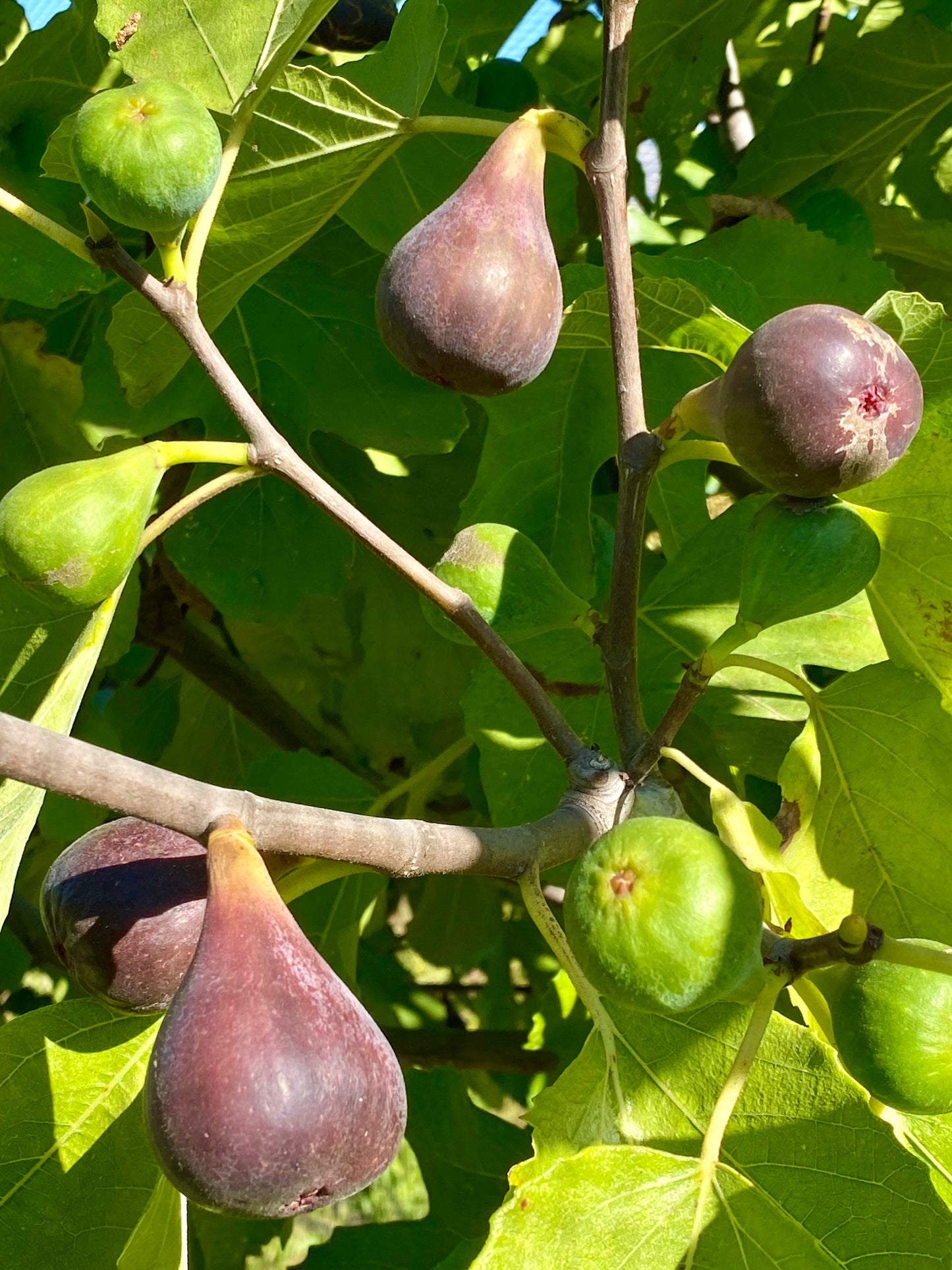 Figs for the Home Garden - Feb 23