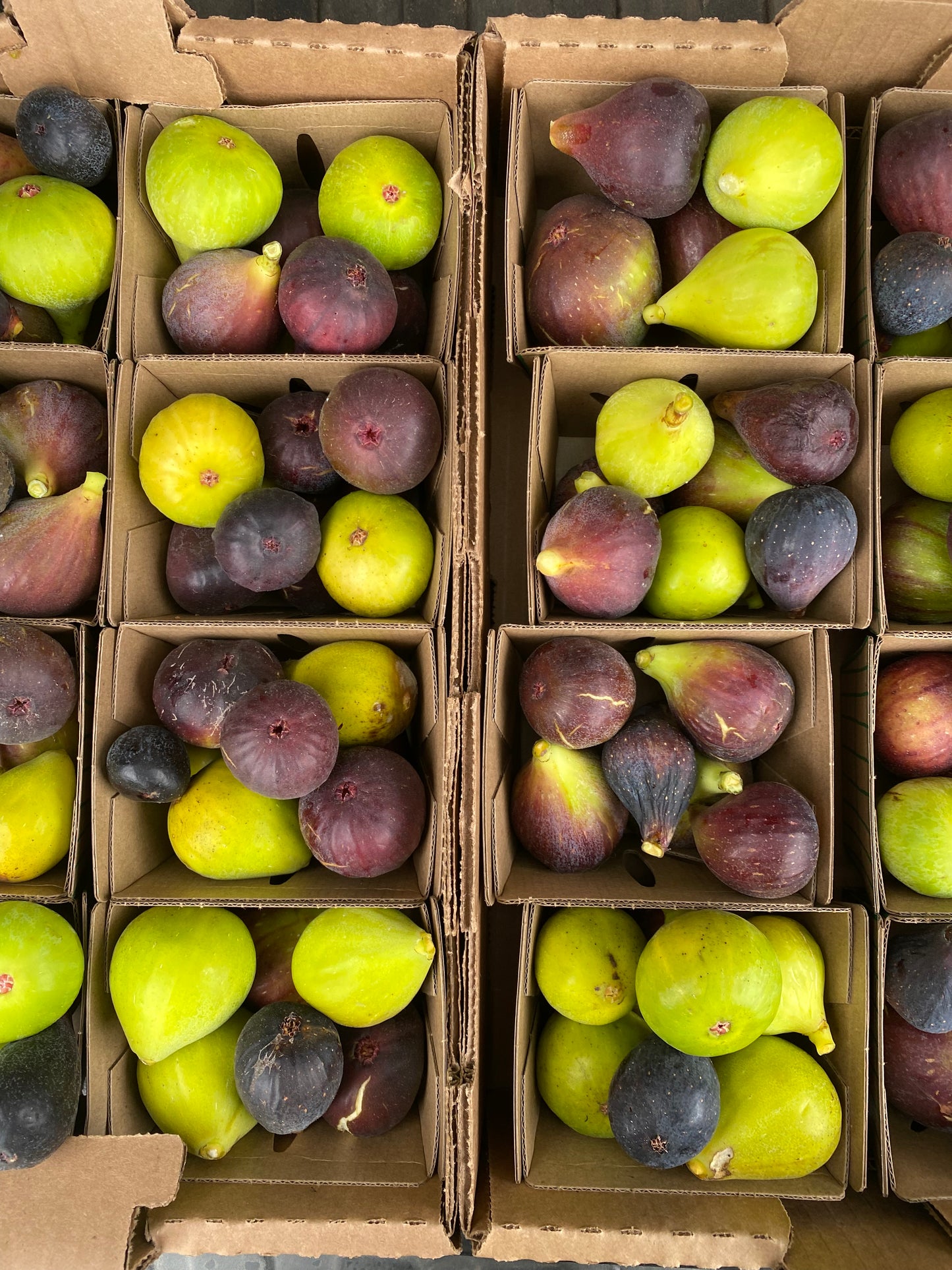 Figs for the Home Garden - Feb 23