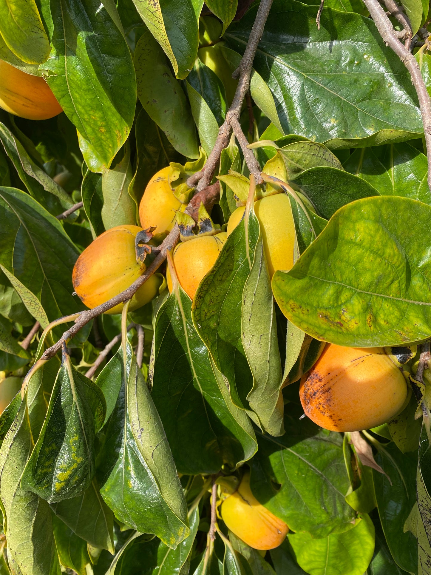 Tasty Persimmons - Shipped!