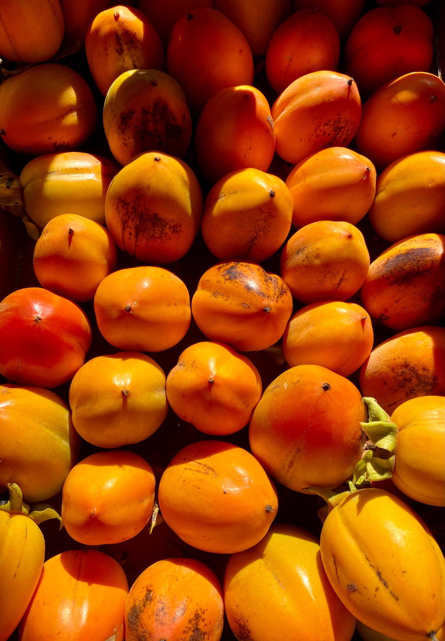 Tasty Persimmons - Shipped!