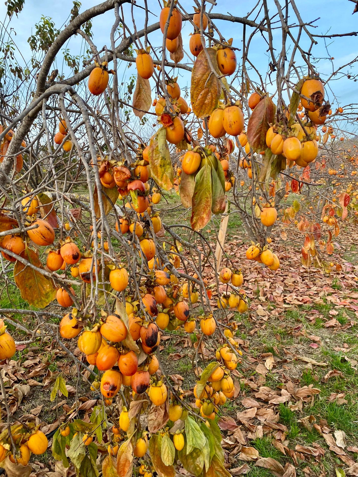 Tasty Persimmons - Shipped!