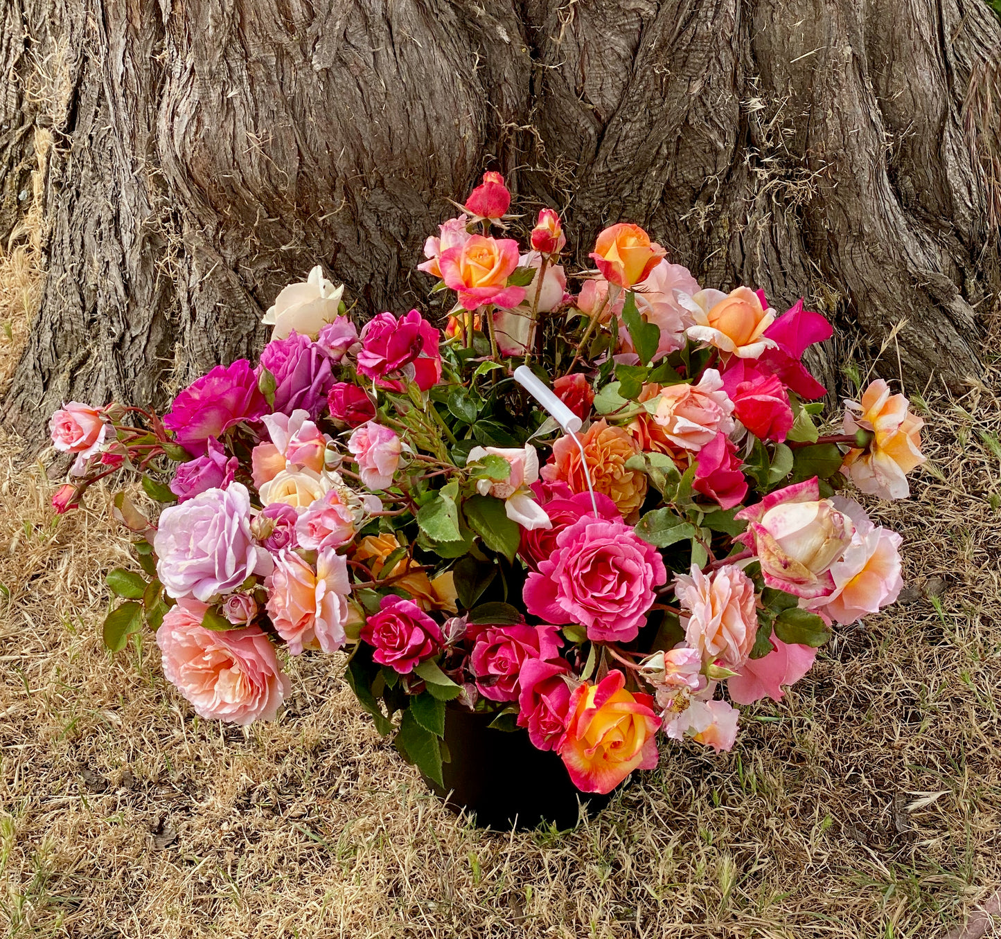 U-Cut Roses Experience Holiday Gift Card - Single Bucket