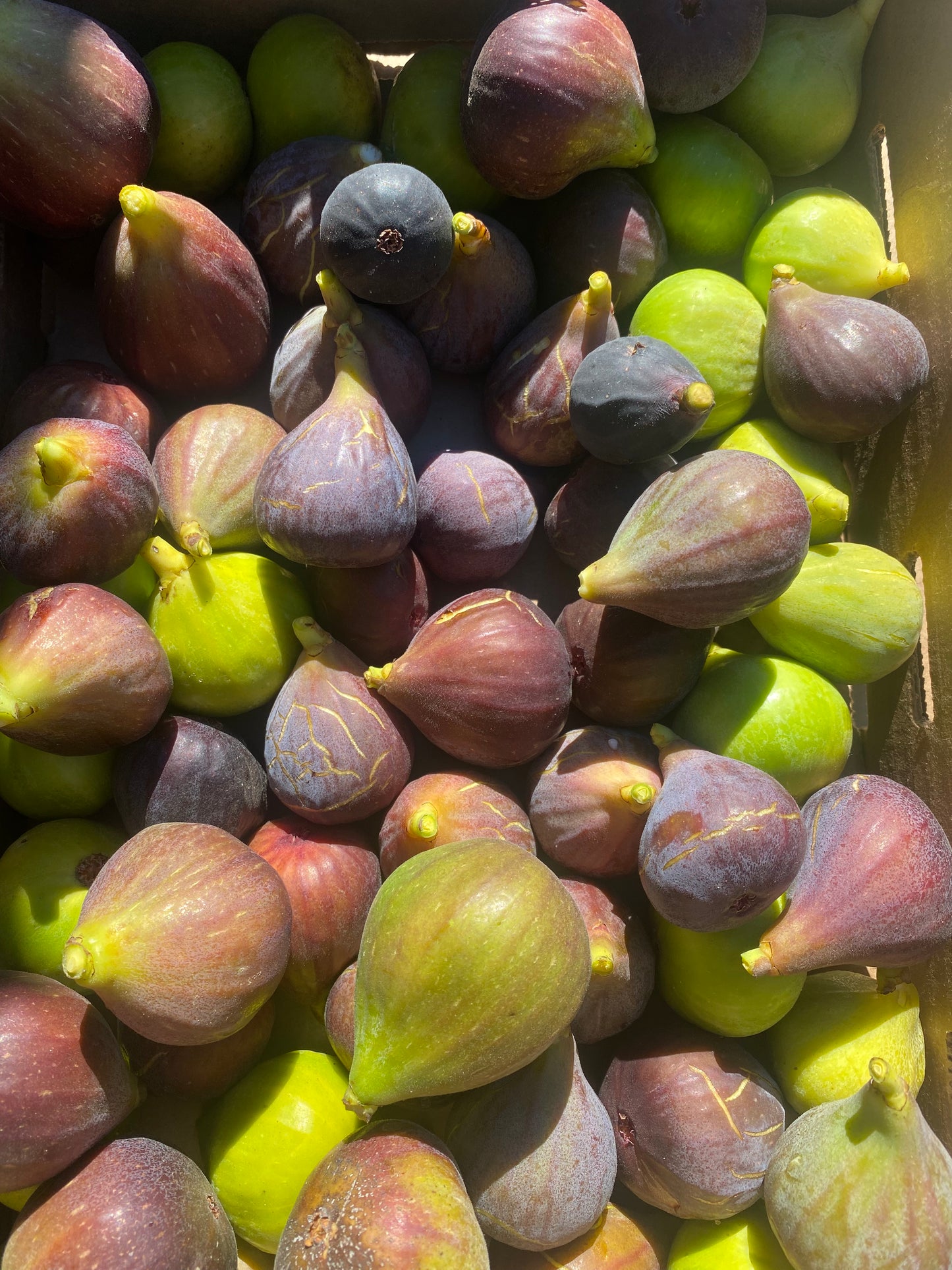 Figs for the Home Garden - Feb 23