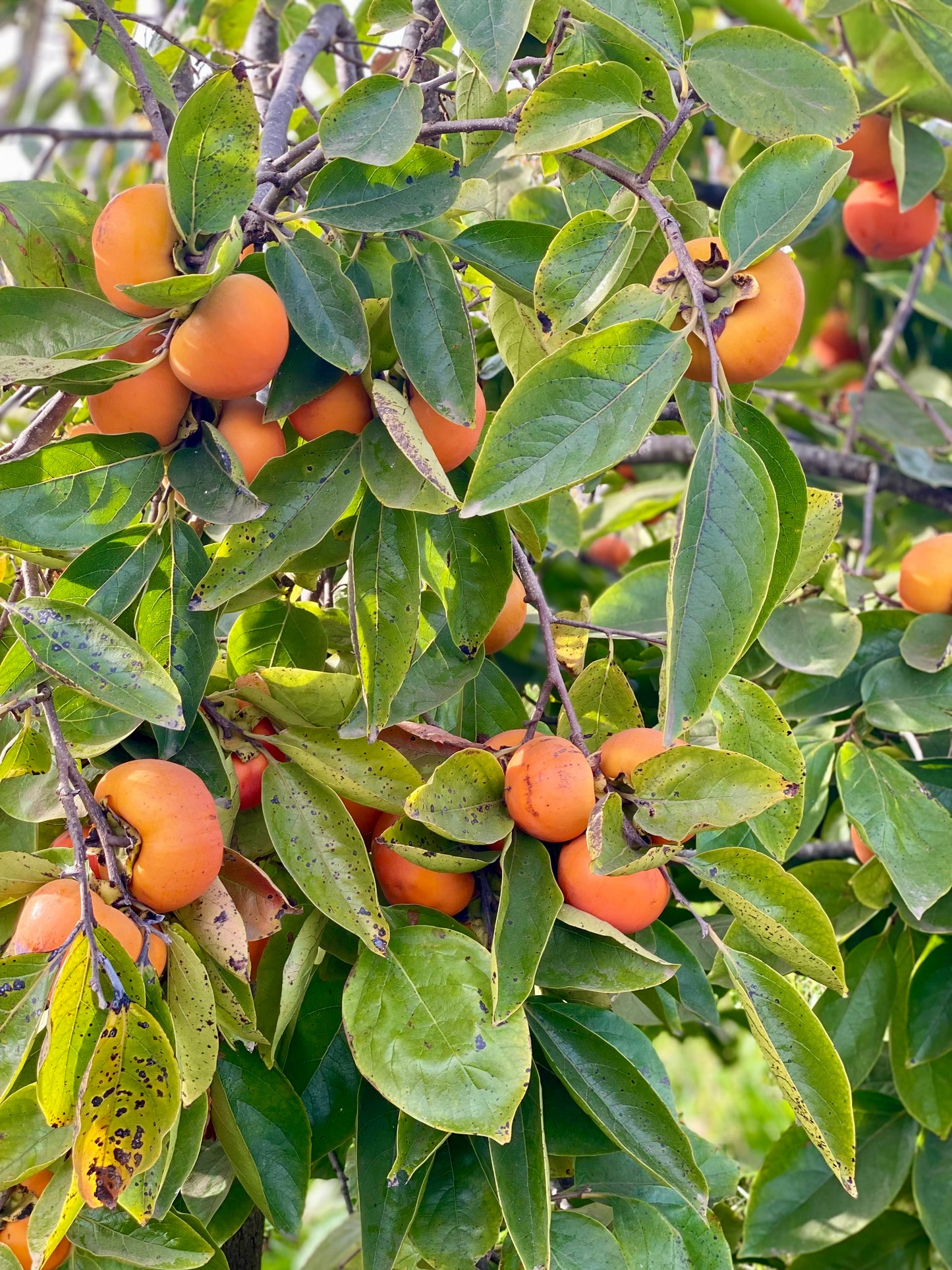 Tasty Persimmons - Shipped!