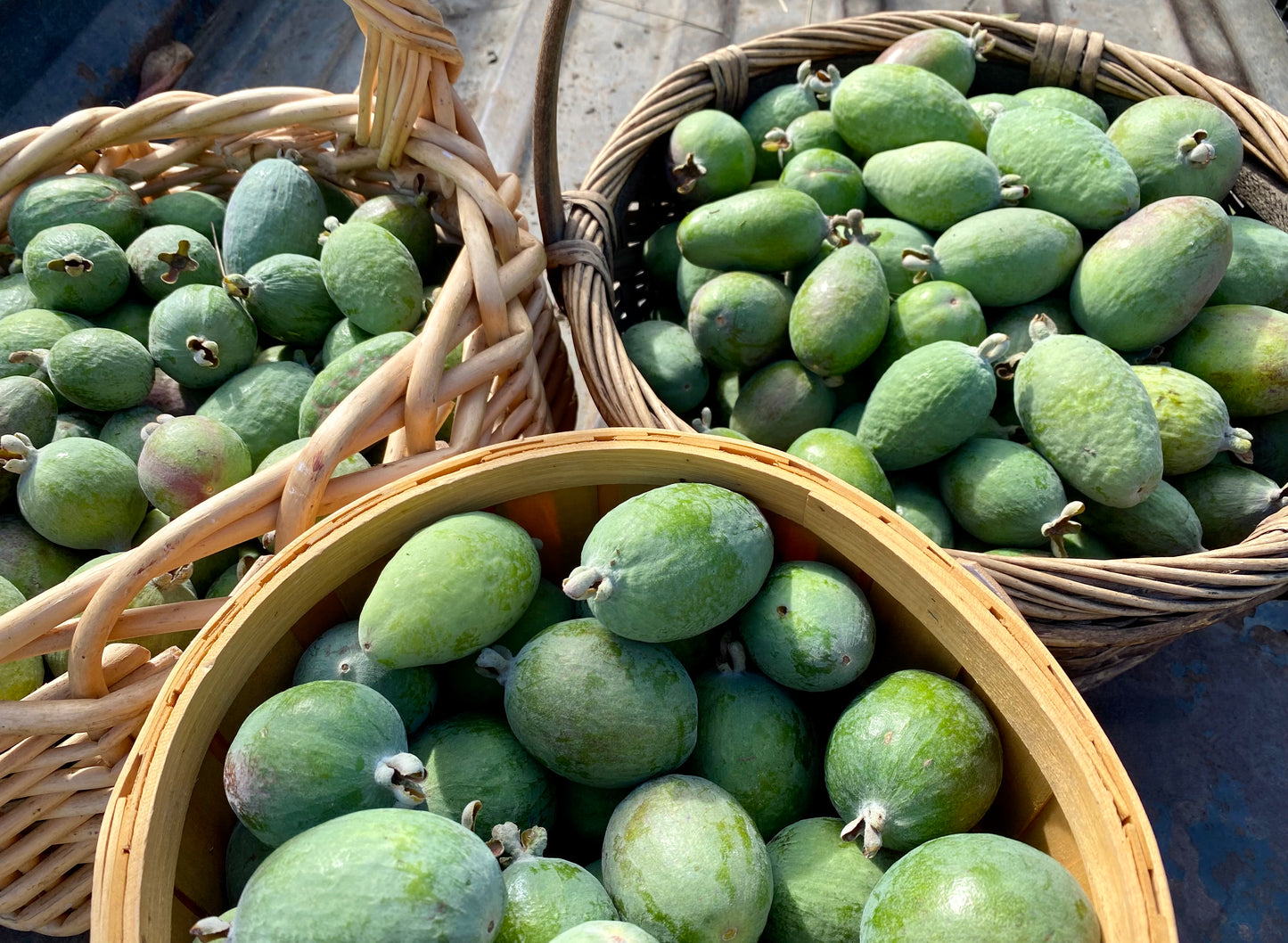 Pineapple Guava aka Feijoa - Shipped!